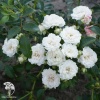 Роза полиантовая Вайт Фейри фото 5 