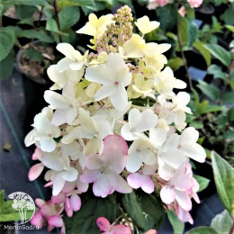 Гортензия метельчатая Петит Лантерн