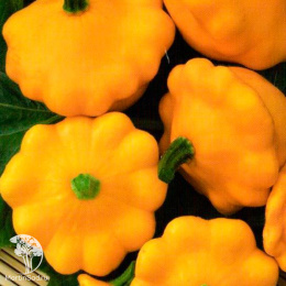 Патиссон Летающая тарелка + Солнышко (Серия Дуэт)