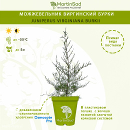 Можжевельник виргинский "Бурки"