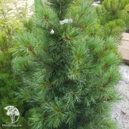 Сосна кедровая европейская