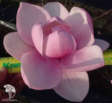 Фото Магнолия Брикстон Бель