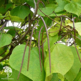 Катальпа Фаргеза формы Дюкло