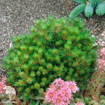 Фото Сосна горная Боженка