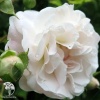 Роза почвопокровная Сиа Фом фото 1 