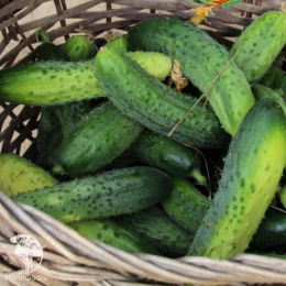 Огурец Крокодил Гена F1