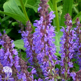 Набор для мяса тимьян Фредо Стронг + шалфей Руген