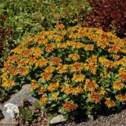 Седум Карамель камчатский серия Альпийская горка