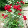 Роза спрей (миниатюрная) Таманго фото 2 