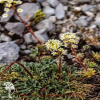 Saxifraga сrustata Камнеломка инкрустированная фото 1 