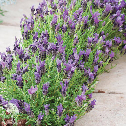 Лаванда стэхадская Джавелин Пурпл