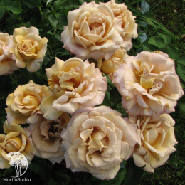  Роза флорибунда Коко Локо