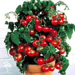 Томат Балконное чудо, серия Урожай на окне