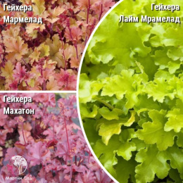 Сверхвыгодный микс! Гейхера Мармелад + Гейхера Махагон + Гейхера Лайм Мармелад