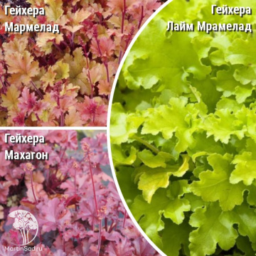 Фото Сверхвыгодный микс! Гейхера Мармелад + Гейхера Махагон + Гейхера Лайм Мармелад