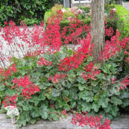 Гейхера кроваво-красная Руби Беллз