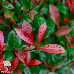 Фотиния Фрезера Ред Робин