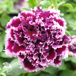 Петуния махровая Пируэтт парпл (Люкс)