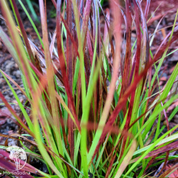 Пеннисетум лисохвостный Бургунди Банни