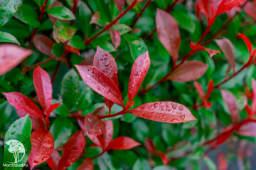 Фото Фотиния Фрезера Ред Робин