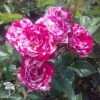 Роза бордюрная Арроу Фолиес фото 1 