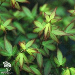 Клён веерный Литтл Принцес