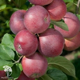 Яблоня Спартан