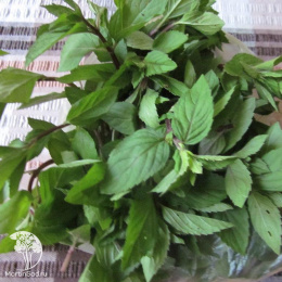 Мята Ментол