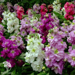 Левкой Фуке ( маттиола седая)