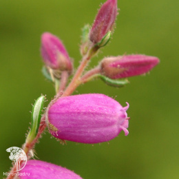 Дабеция кантабрийская Ванесса