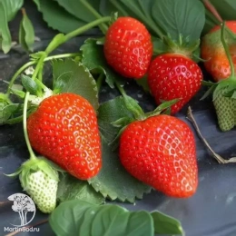 Клубника Клери