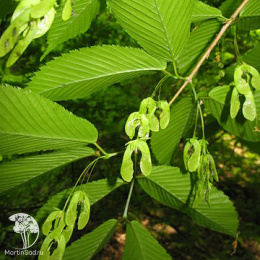 Клён граболистный