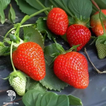 Фото Клубника Клери