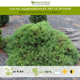 Сосна обыкновенная Литтл Бролли