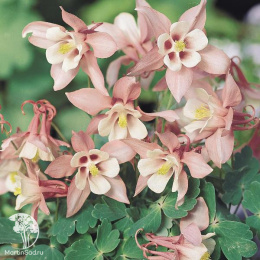 Аквилегия Спринг Меджик Пинк энд Вайт