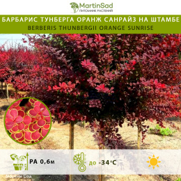 Барбарис Тунберга Оранж Санрайз на штамбе