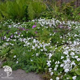 Фиалка сестринская