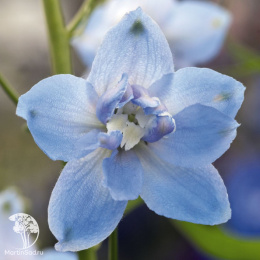 Дельфиниум высокий Мэджик Фонтэйнс Скай Блю Вайт Би (Семена Профи)