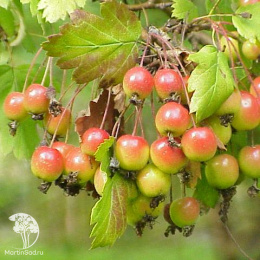 Яблоня декоративная Флорентина