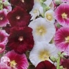 Шток-роза Индийская весна, смесь окрасок фото 2 