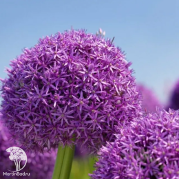 Лук декоративный Глоубмастер