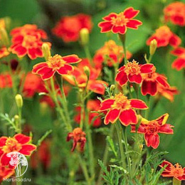 Бархатцы (Тагетес) тонколистные Красный самоцвет