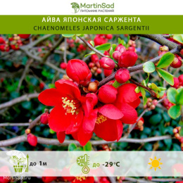 Айва японская Саржента
