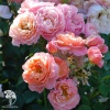 Роза флорибунда Мари Кюри фото 2 