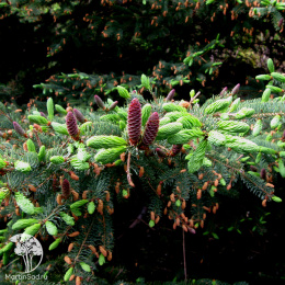 Ель сизая Коерулеа