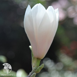 Магнолия Суланжа Суперба на штамбе