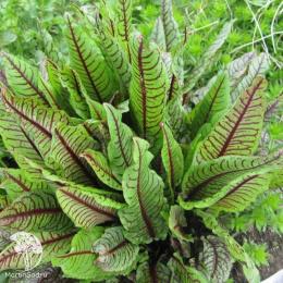 Щавель Кровавая Мэри