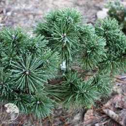 Сосна горная Сан Себастьян