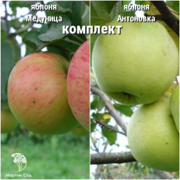 Сверхвыгодный комплект! Яблоня Медуница + опылитель яблоня Антоновка