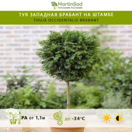 Туя западная Брабант на штамбе